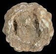 Flower-Like Sandstone Concretion - Pseudo Stromatolite #62216-1